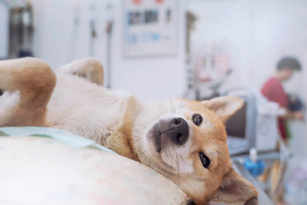 幸せなペット4